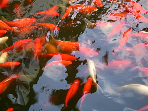 Yuyuan Garden Goldfish