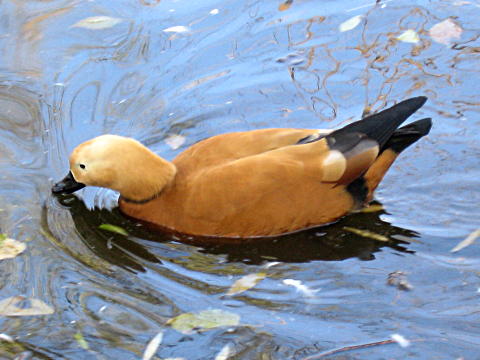 Beijing Zoo duck