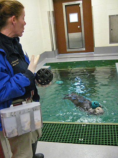 New York Aquarium isolation tank with sea otter