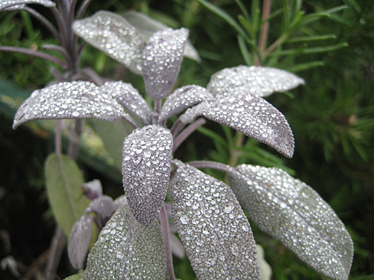 Dew on sage leaves in Seattle