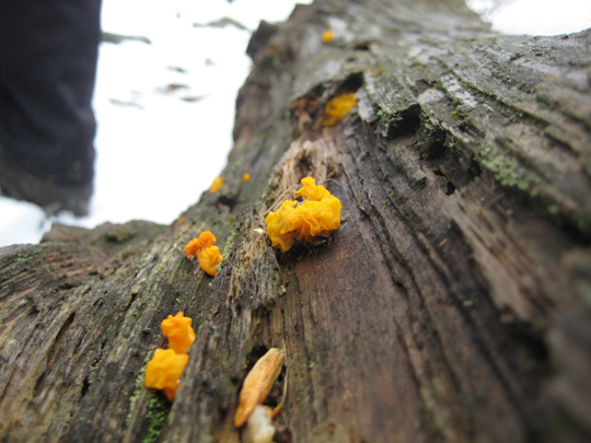 Fungus near Mystery Point