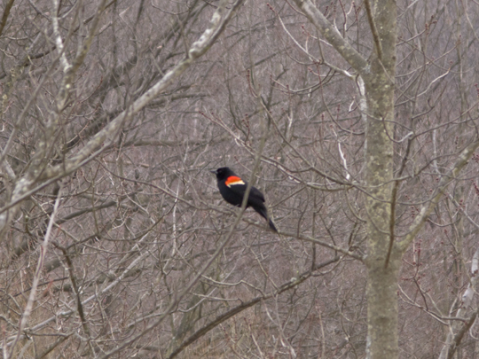 Blackbird at Mystery Point