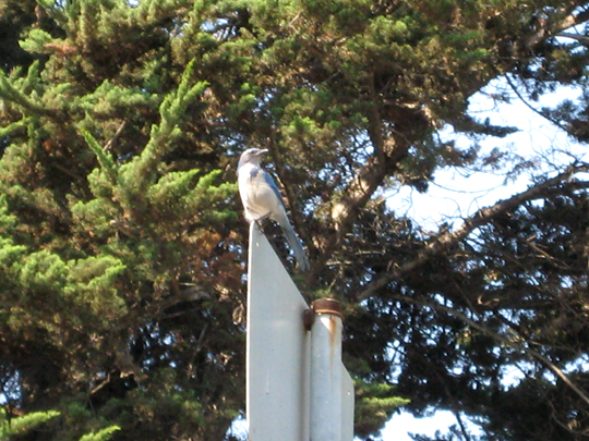 Monterey Bay bird