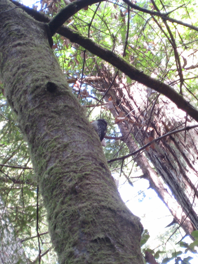 Hairy Woodpecker at Muir Woods