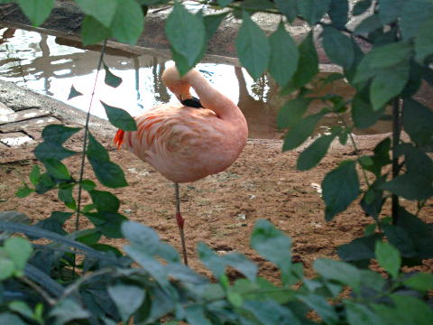 Beijing Zoo bird