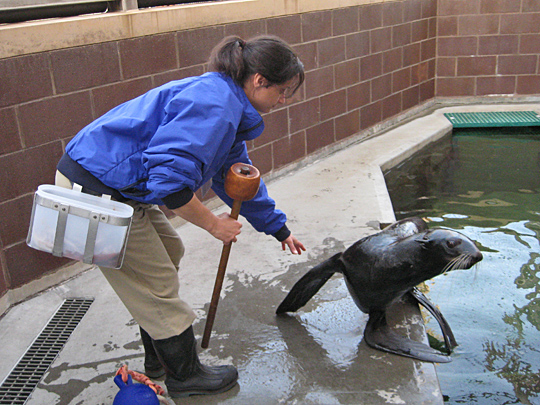 New York Aquarium fur seal