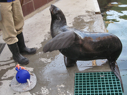 New York Aquarium fur seal