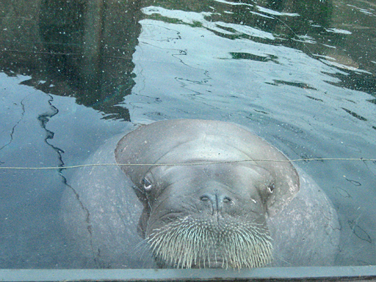 New York Aquarium Ayveq the Walrus