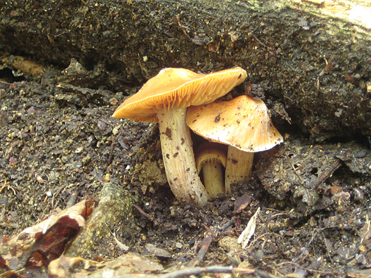 Mushroom in Garrison, NY near Anthony's Nose