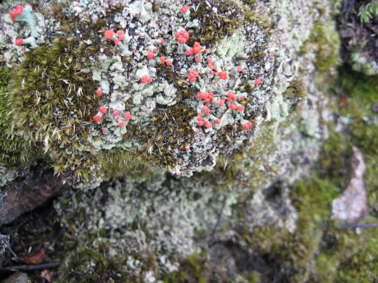 Lichen near Mystery Point