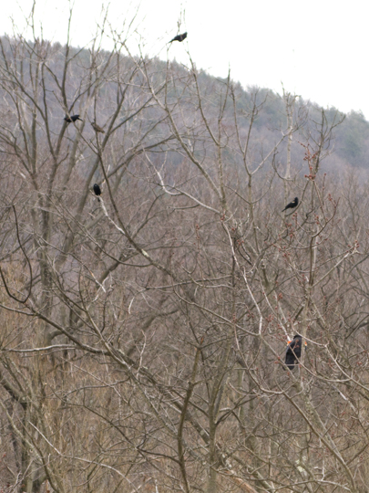 Blackbirds at Mystery Point