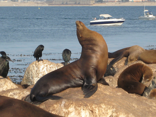 Monterey Bay animals