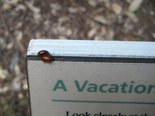 Ladybugs at Muir Woods